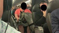 視頻|記在美國(guó)航空航班上遇到一匹馬-阿曼的國(guó)際快遞