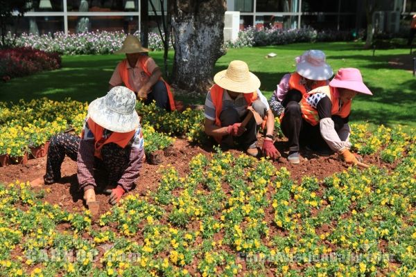 昆明長水國際機場花開色舞迎賓來-卡塔爾的國際快遞