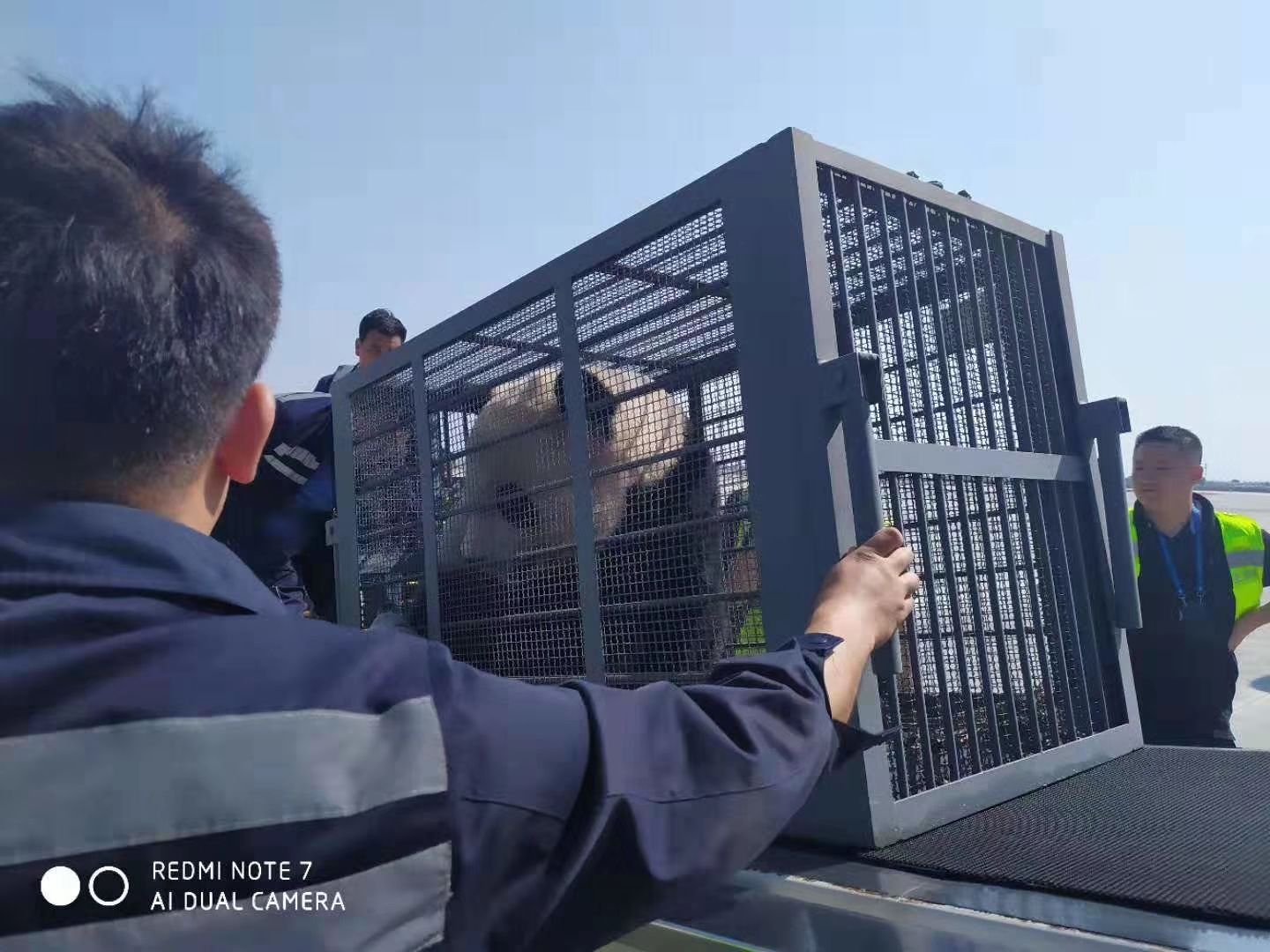 內(nèi)蒙古民航地服公司貨運(yùn)部?jī)A情保障國(guó)寶大熊貓抵呼-伊朗的空運(yùn)價(jià)格