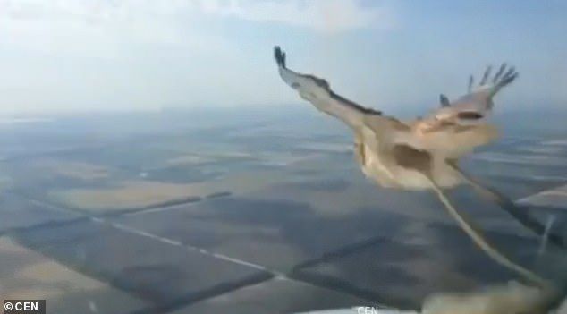 視頻：疑似737遭鳥擊 飛行員拍下驚魂一刻！