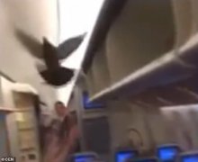 國際海運費查詢-俄羅斯鴿子“大鬧”機艙，機組人員手忙腳亂抓鴿子致飛機延