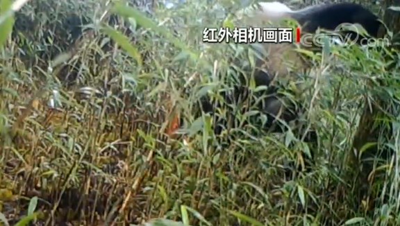 上?？者\(yùn)公司四川崇州：紅外相機(jī)拍到野生大熊貓標(biāo)記行為