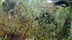 上?？者\公司四川崇州：紅外相機拍到野生大熊貓標記行為