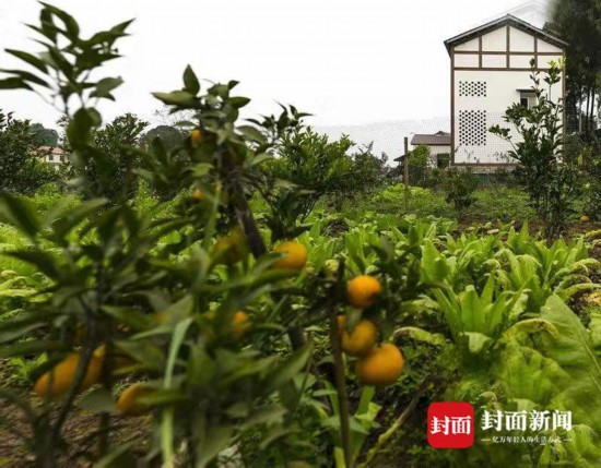 瞄準(zhǔn)國(guó)家級(jí)現(xiàn)代農(nóng)業(yè)產(chǎn)業(yè)園區(qū)資陽(yáng)萬(wàn)畝佛山橘海將“大變臉”