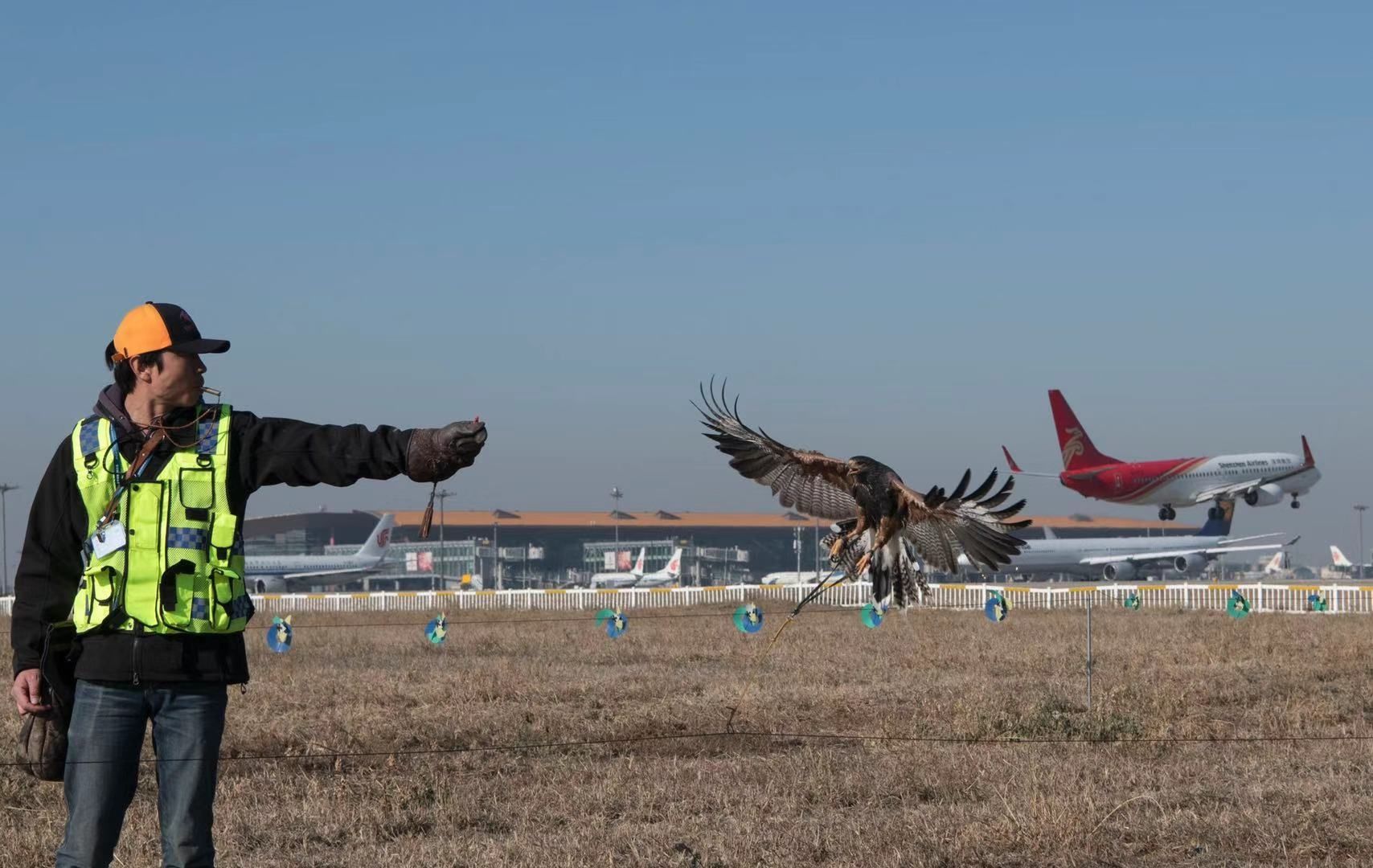 中東國(guó)際空運(yùn)-鳥(niǎo)擊事件數(shù)量上升 首都機(jī)場(chǎng)首用鷹隼驅(qū)鳥(niǎo)