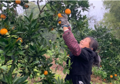 亞美尼亞的國際快遞-蘇寧菜場幫扶上海農(nóng)戶，加大物流資金投入