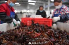 深圳國際空運運價表
成都吃貨威武！18萬斤湖北小龍蝦流入成都餐桌 購買量全