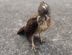 黃山機場員工撿到“國?！薄獧z查無恙后放生
-美國海派