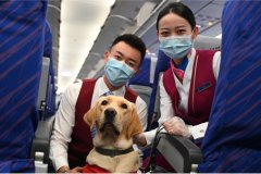 “明星”導盲犬乘坐南航航班回家
-上海雙清包稅