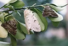 注意了！這個(gè)幺蛾子將影響你的船舶在境外通關(guān)-寧波海運(yùn)
